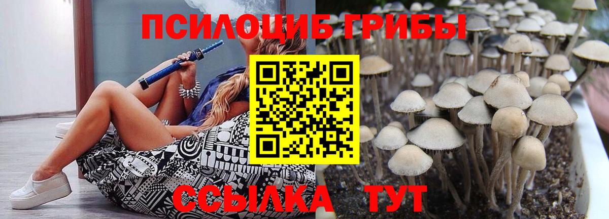 Киржач  Псилоцибиновые грибы Psilocybe  Вход с VPN 